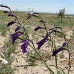 گلایول سیاه